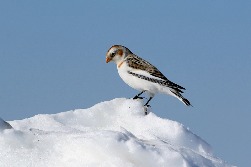 Zigolo delle nevi (Plectrophenax nivalis)